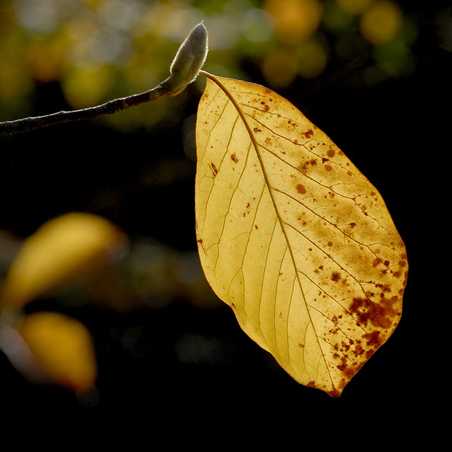 Blatt Nr 2_DDC6797 Kopie.jpg   26.04.jpg